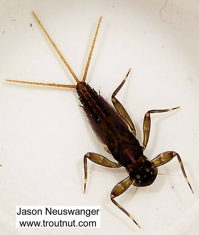 Stenacron (Light Cahills) Mayfly Nymph from unknown in Wisconsin