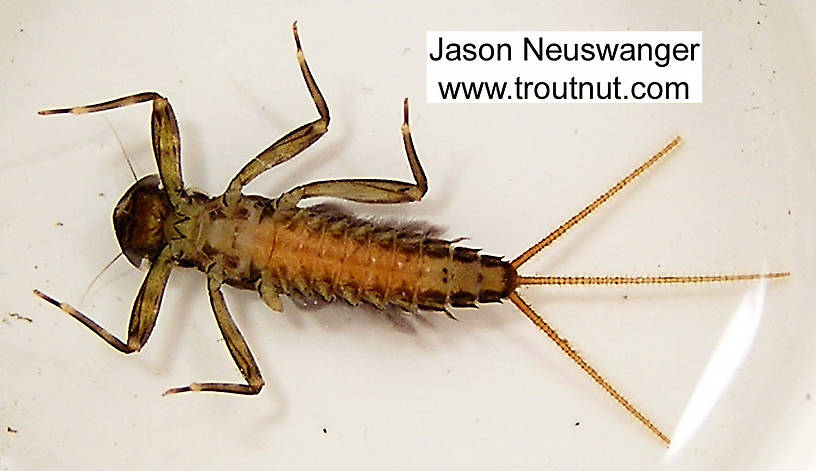 Stenacron (Light Cahills) Mayfly Nymph from unknown in Wisconsin