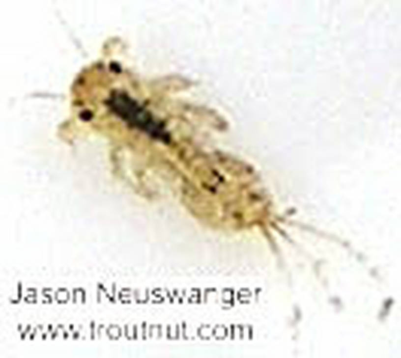 Eurylophella (Chocolate Duns) Mayfly Nymph from unknown in Wisconsin