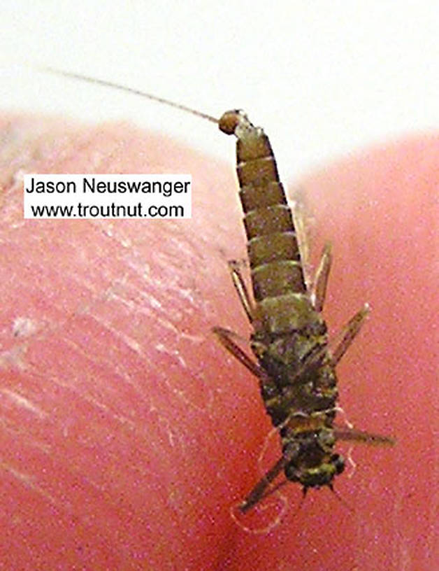 Female Baetidae (Blue-Winged Olives) Mayfly Spinner from unknown in Wisconsin