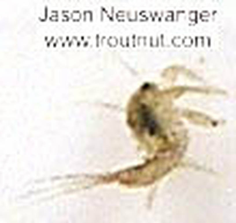 Eurylophella (Chocolate Duns) Mayfly Nymph from unknown in Wisconsin