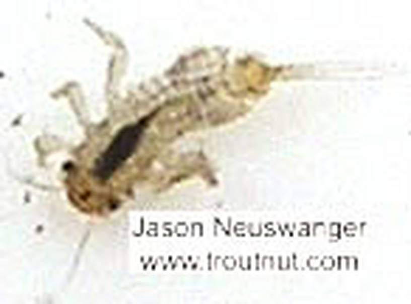 Eurylophella (Chocolate Duns) Mayfly Nymph from unknown in Wisconsin