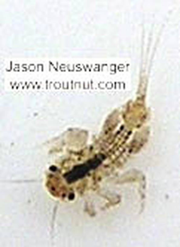 Eurylophella (Chocolate Duns) Mayfly Nymph from unknown in Wisconsin