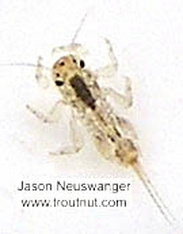 Eurylophella (Chocolate Duns) Mayfly Nymph from unknown in Wisconsin