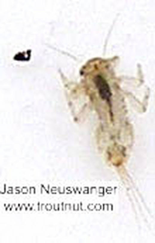 Eurylophella (Chocolate Duns) Mayfly Nymph from unknown in Wisconsin