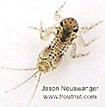 Eurylophella (Chocolate Duns) Mayfly Nymph