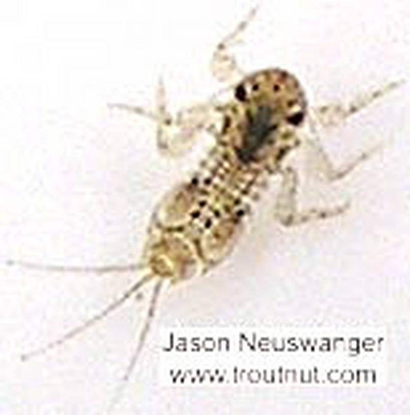 Eurylophella (Chocolate Duns) Mayfly Nymph from unknown in Wisconsin