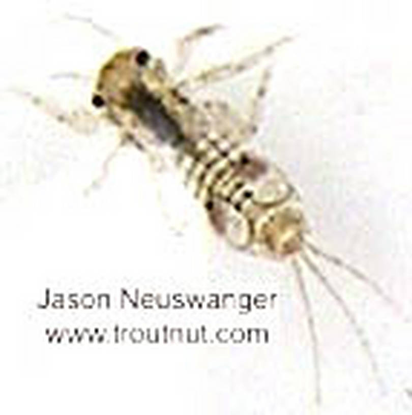 Eurylophella (Chocolate Duns) Mayfly Nymph from unknown in Wisconsin