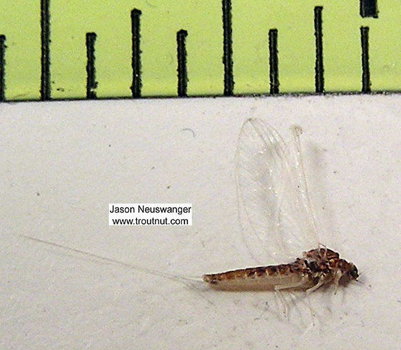 Female Baetidae (Blue-Winged Olives) Mayfly Spinner from unknown in Wisconsin