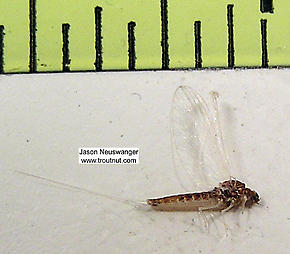 Female Baetidae (Blue-Winged Olives) Mayfly Spinner