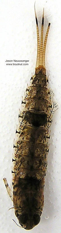 Siphloplecton basale (Pseudo-Gray Drake) Mayfly Nymph from the Namekagon River in Wisconsin