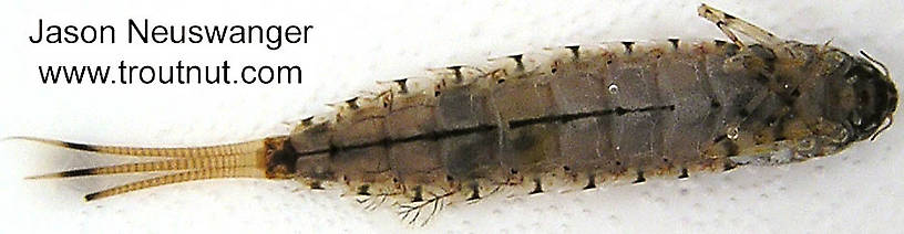 Siphloplecton basale (Pseudo-Gray Drake) Mayfly Nymph from the Namekagon River in Wisconsin