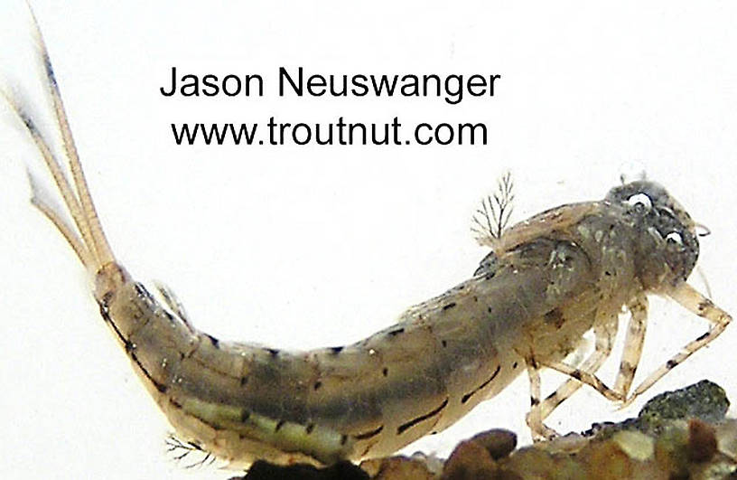 Siphloplecton basale (Pseudo-Gray Drake) Mayfly Nymph from the Namekagon River in Wisconsin