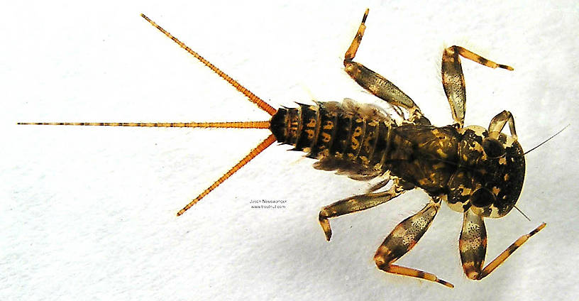 Maccaffertium vicarium (March Brown) Mayfly Nymph from unknown in Wisconsin