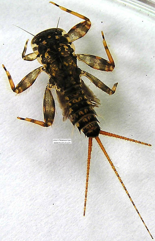 Maccaffertium vicarium (March Brown) Mayfly Nymph from unknown in Wisconsin