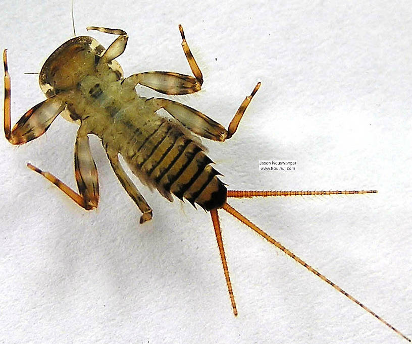 Maccaffertium vicarium (March Brown) Mayfly Nymph from unknown in Wisconsin