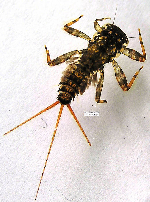 Maccaffertium vicarium (March Brown) Mayfly Nymph from unknown in Wisconsin