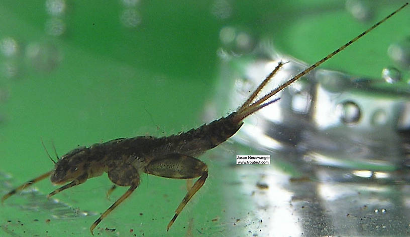 This is one of my earliest specimens, so you can see I did some fairly unsuccessful experimenting with methods for side-view photographs.  Maccaffertium vicarium (March Brown) Mayfly Nymph from unknown in Wisconsin