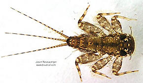 Maccaffertium (March Browns and Cahills) Mayfly Nymph