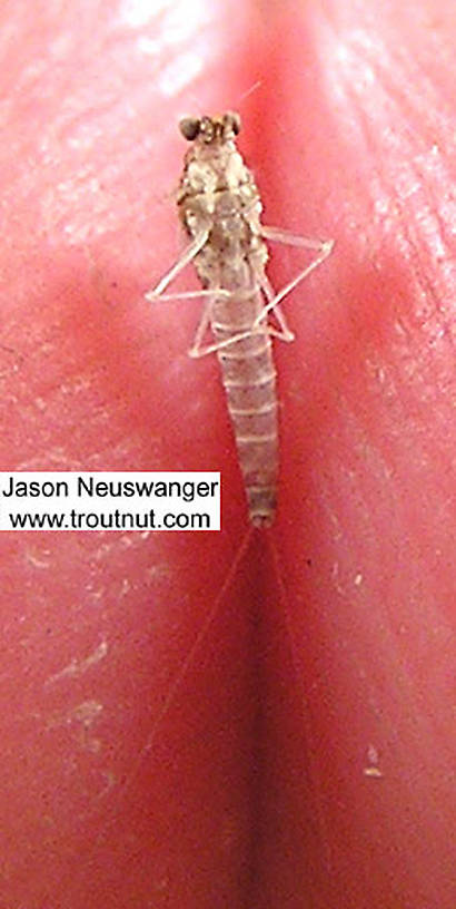 Female Baetidae (Blue-Winged Olives) Mayfly Spinner from unknown in Wisconsin