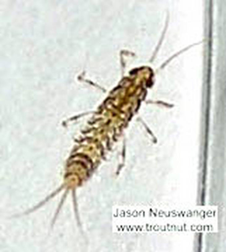 Baetidae (Blue-Winged Olives) Mayfly Nymph from the Namekagon River in Wisconsin