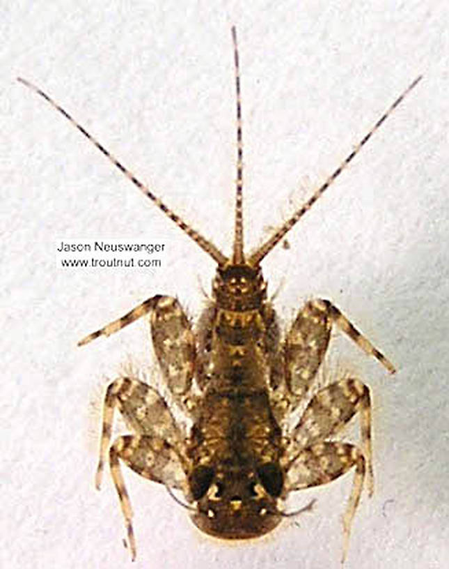 Maccaffertium (March Browns and Cahills) Mayfly Nymph from unknown in Wisconsin