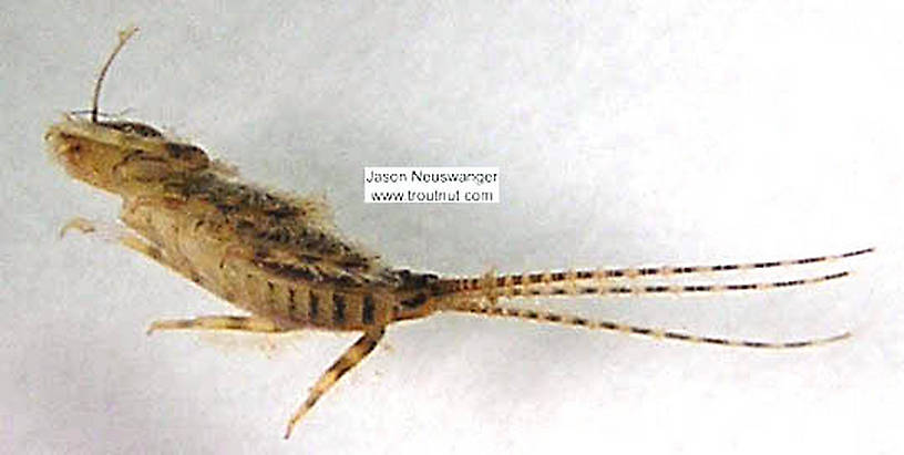 Maccaffertium (March Browns and Cahills) Mayfly Nymph from unknown in Wisconsin