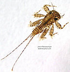 Maccaffertium (March Browns and Cahills) Mayfly Nymph