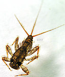 Maccaffertium vicarium (March Brown) Mayfly Nymph