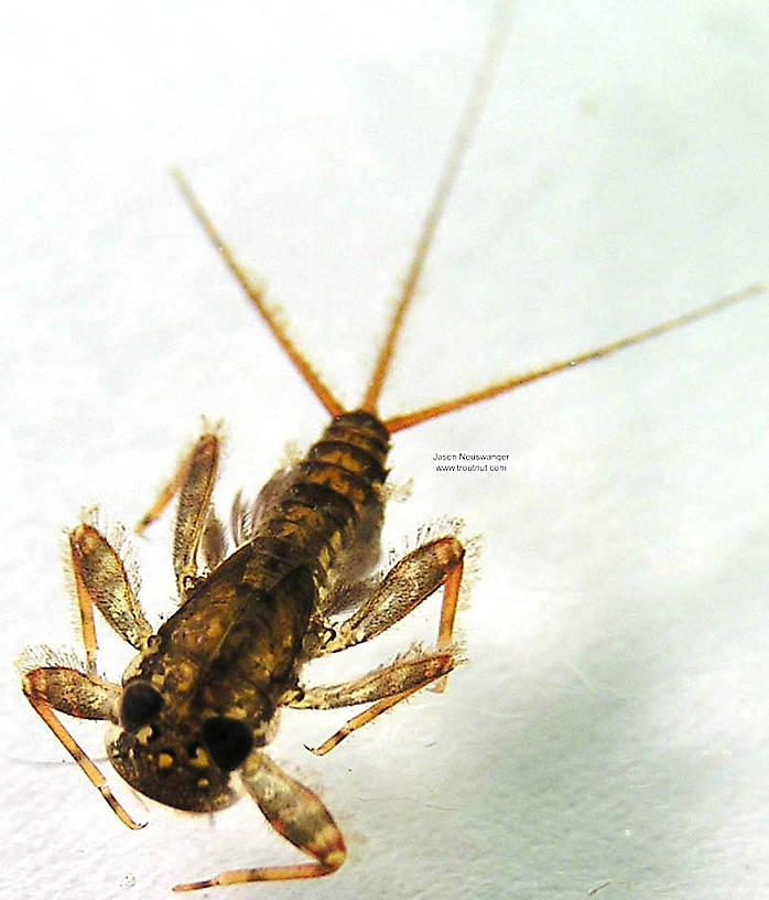 Maccaffertium vicarium (March Brown) Mayfly Nymph from the Namekagon River in Wisconsin