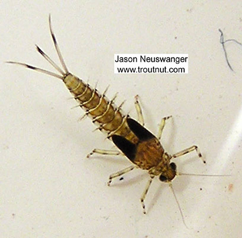 Baetidae (Blue-Winged Olives) Mayfly Nymph from unknown in Wisconsin