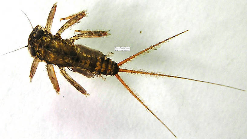 Maccaffertium vicarium (March Brown) Mayfly Nymph from the Namekagon River in Wisconsin