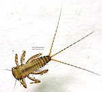 Maccaffertium (March Browns and Cahills) Mayfly Nymph