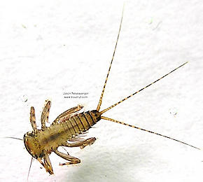 Maccaffertium (March Browns and Cahills) Mayfly Nymph