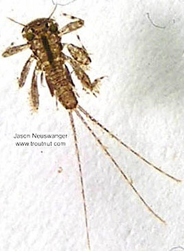 Maccaffertium (March Browns and Cahills) Mayfly Nymph from the Namekagon River in Wisconsin