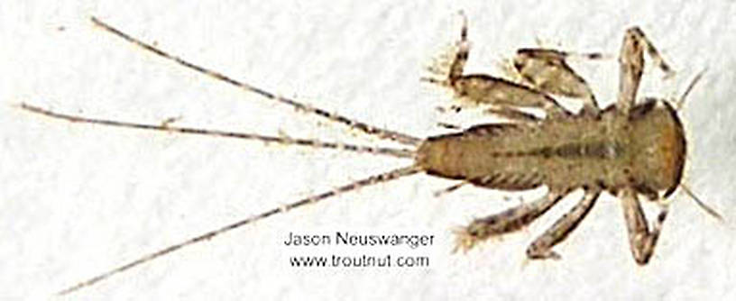 Maccaffertium (March Browns and Cahills) Mayfly Nymph from the Namekagon River in Wisconsin