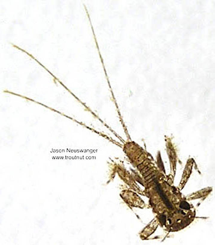 Maccaffertium (March Browns and Cahills) Mayfly Nymph from the Namekagon River in Wisconsin