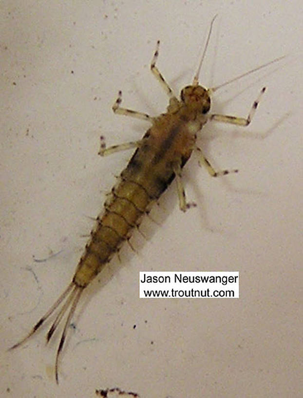 Baetidae (Blue-Winged Olives) Mayfly Nymph from unknown in Wisconsin