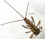 Maccaffertium (March Browns and Cahills) Mayfly Nymph