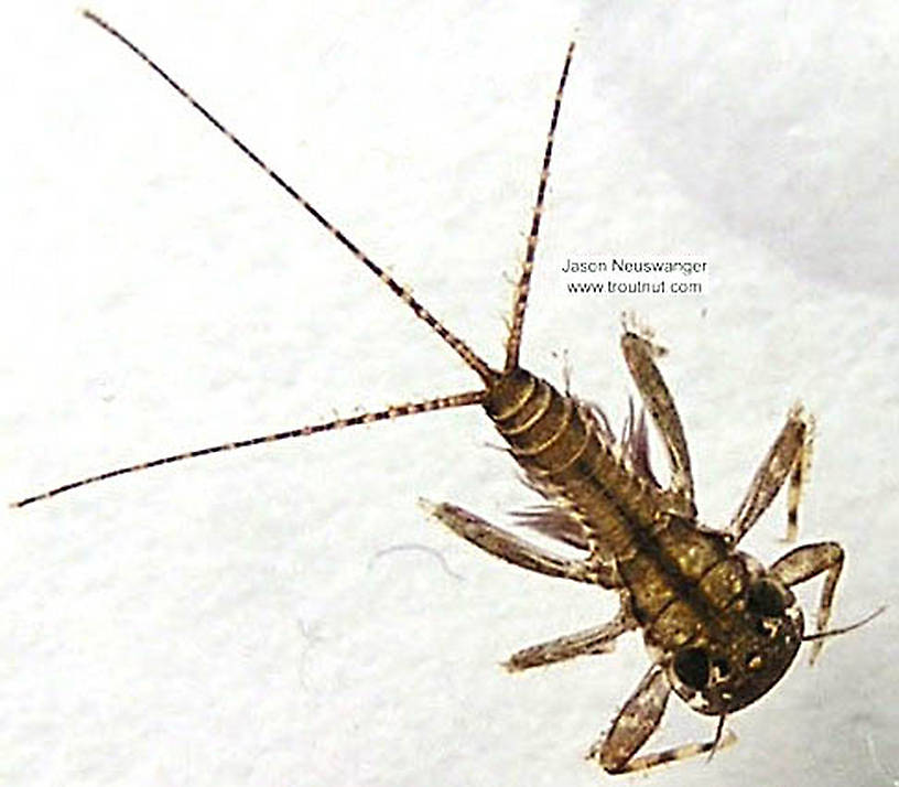 Maccaffertium (March Browns and Cahills) Mayfly Nymph from the Namekagon River in Wisconsin