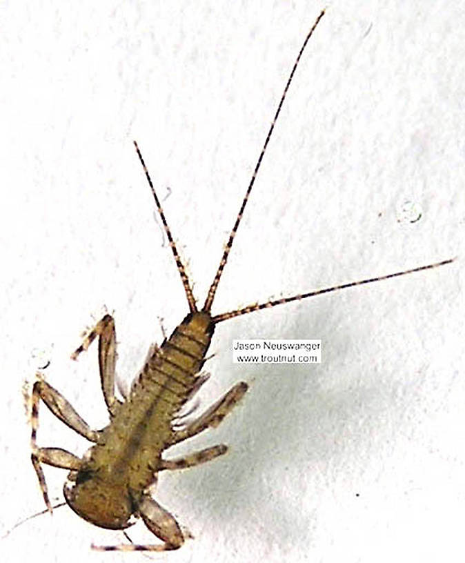 Maccaffertium (March Browns and Cahills) Mayfly Nymph from the Namekagon River in Wisconsin