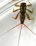 Maccaffertium vicarium (March Brown) Mayfly Nymph