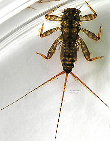 Maccaffertium vicarium (March Brown) Mayfly Nymph