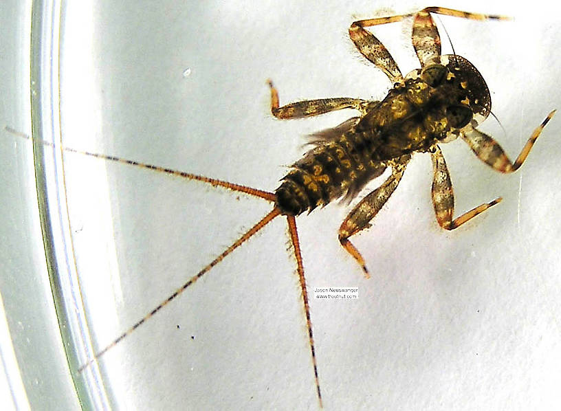 Maccaffertium vicarium (March Brown) Mayfly Nymph from unknown in Wisconsin