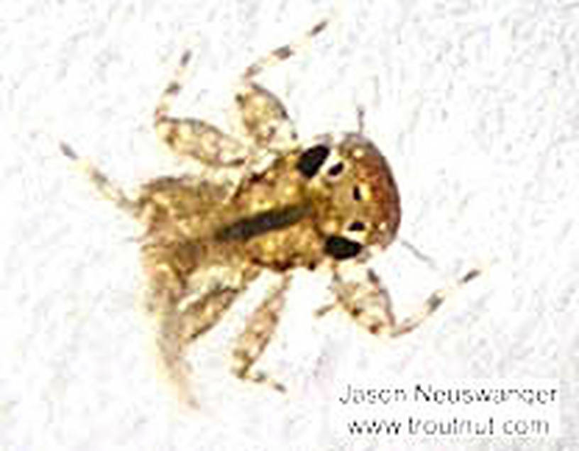 Maccaffertium (March Browns and Cahills) Mayfly Nymph from unknown in Wisconsin