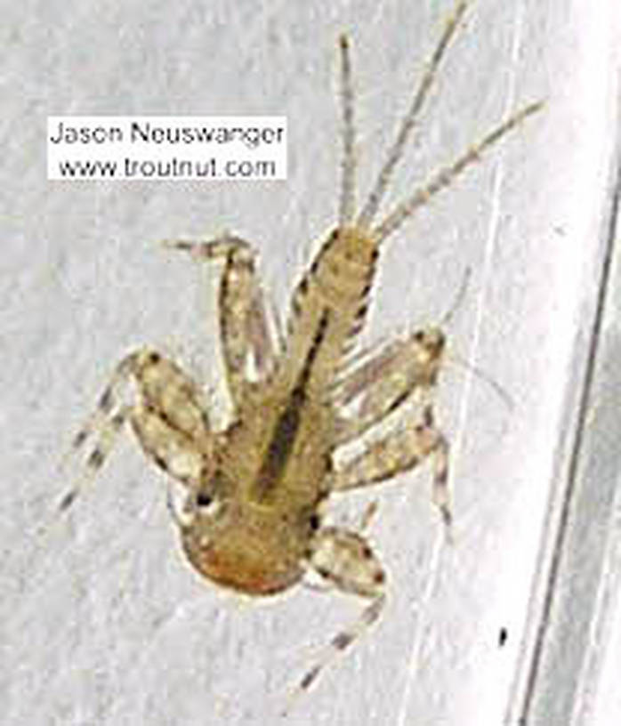 Maccaffertium (March Browns and Cahills) Mayfly Nymph from unknown in Wisconsin