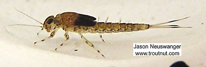 Baetidae (Blue-Winged Olives) Mayfly Nymph from unknown in Wisconsin