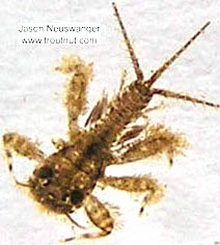 Maccaffertium (March Browns and Cahills) Mayfly Nymph from unknown in Wisconsin