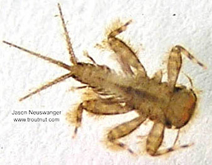 Maccaffertium (March Browns and Cahills) Mayfly Nymph from unknown in Wisconsin