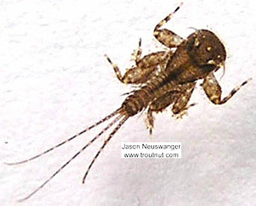 Maccaffertium (March Browns and Cahills) Mayfly Nymph from unknown in Wisconsin